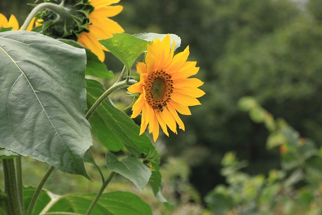 Free Sunflower Forest photo and picture