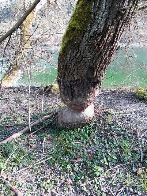 Free Beaver Work photo and picture