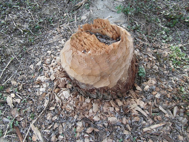 Free Beaver Work photo and picture