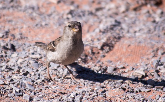 Free Bird Desert photo and picture