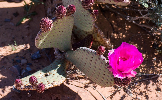 Free Desert Flower Desert photo and picture