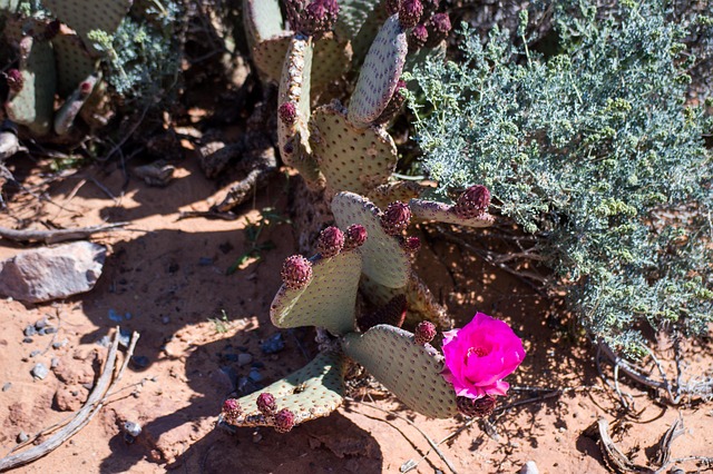 Free Desert Flower Desert photo and picture