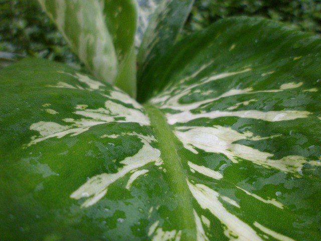 Free Leaf Dew photo and picture