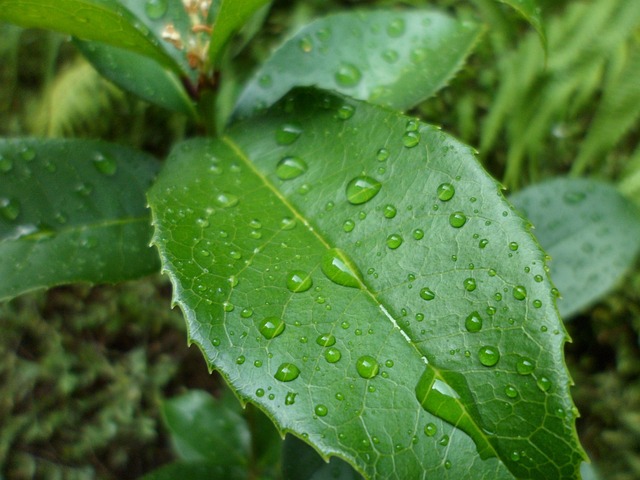 Free Leaf Garden photo and picture