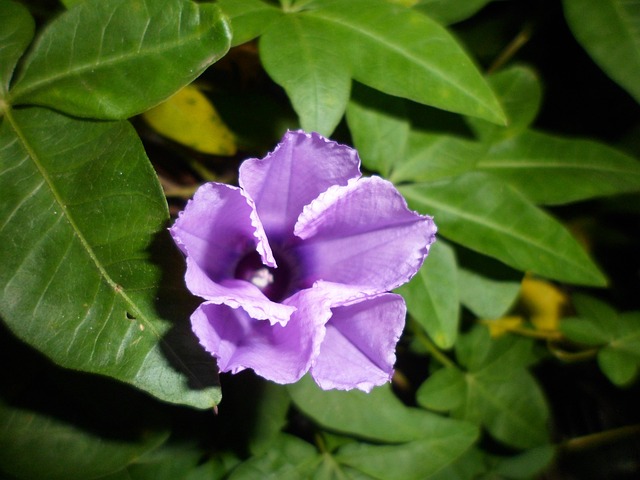 Free Flower Plants photo and picture