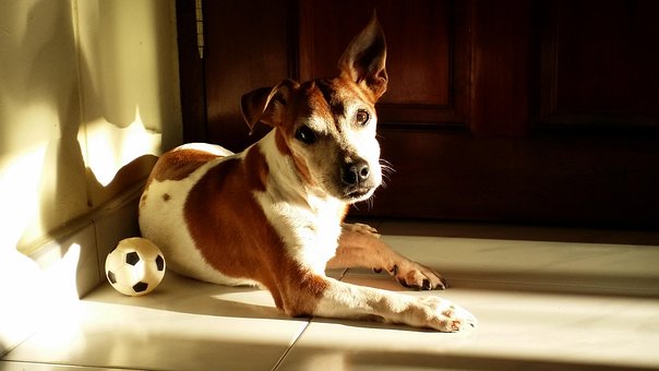 Free Dog Relaxed Dog photo and picture