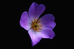 flowers, nature, macro