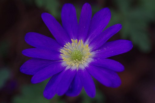 100以上の無料青アネモネ アネモネ画像 Pixabay