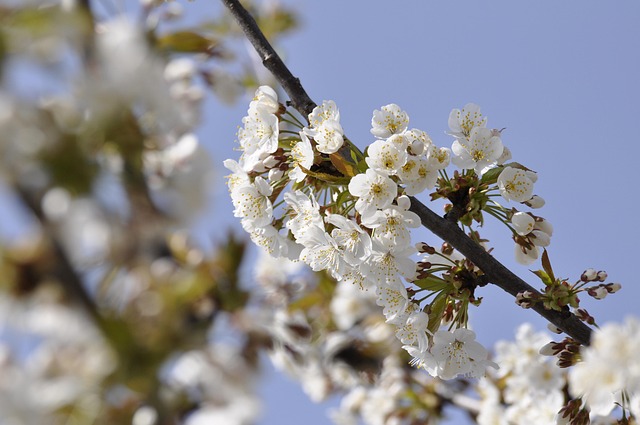 Free Cherry Blossoms Blossom photo and picture