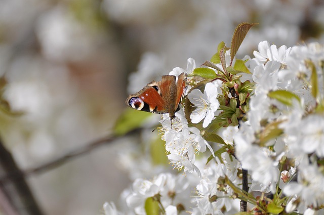 Free Peacock Eye Butterfly photo and picture