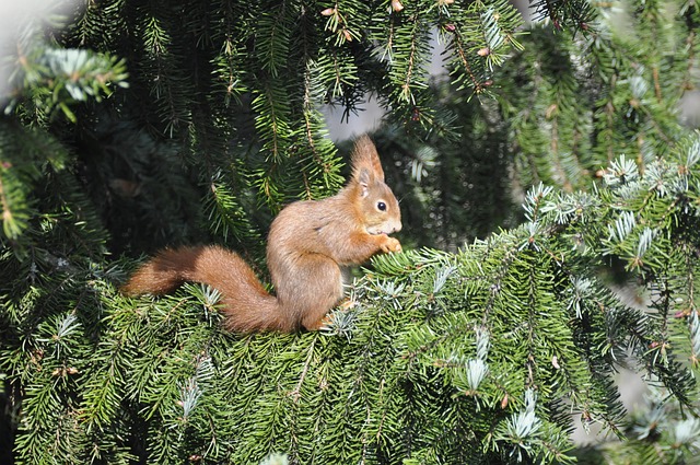 Free Squirrel Rodent photo and picture