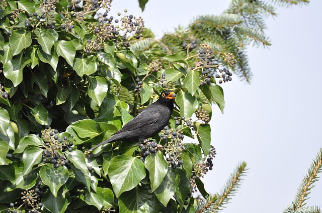 Free Blackbird Bird photo and picture