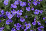 blue pillow, flowers, purple