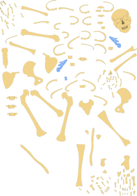 Free skeleton human bones vector
