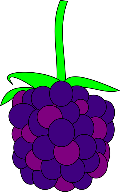 Free blackberry fruit food vector
