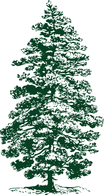 Free Fir Tree Conifer vector and picture