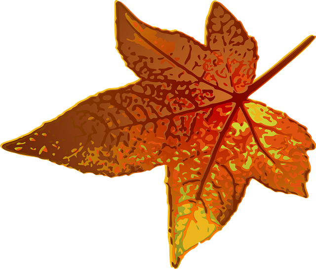Download free HD stock image of Maple Leaf Free maple leaf brown vector