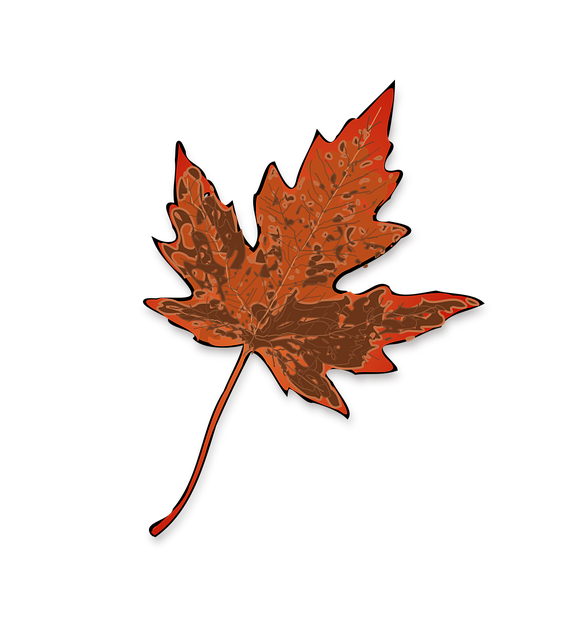 Download free HD stock image of Maple Leaf Free maple leaf fall vector