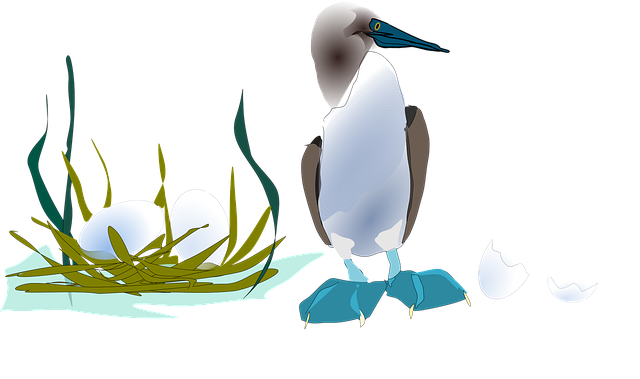 Free duck nest nature illustration