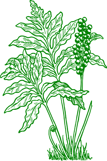 Free fern plant nature vector