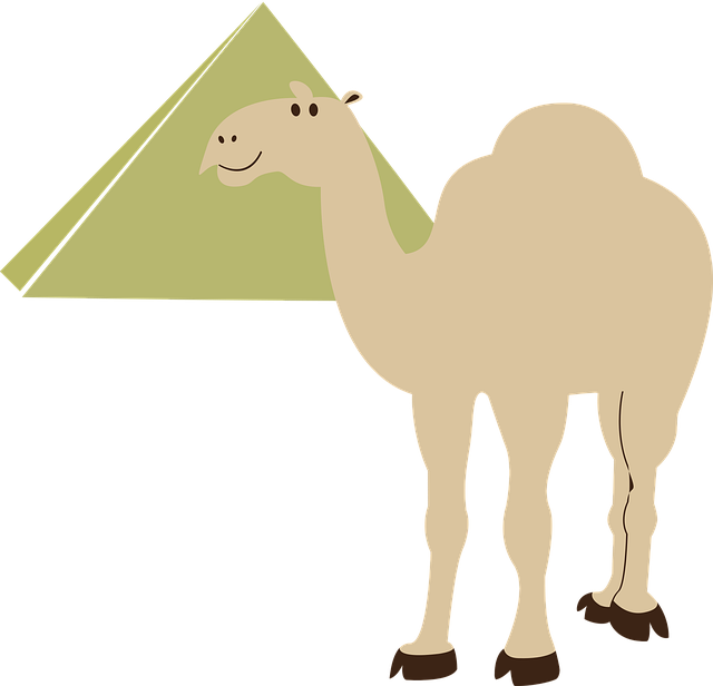 Free Transportation Camel vector and picture