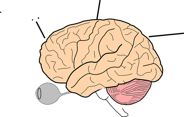 Download free HD stock image of Brain Science Free brain science human vector