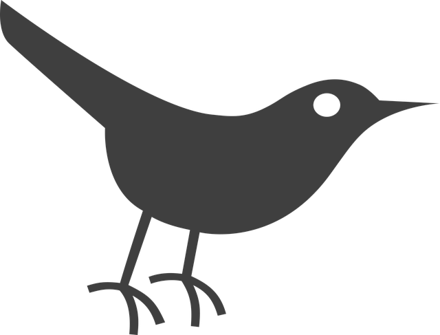 Vogel, Grau, Schwarz, Krähe, Natur