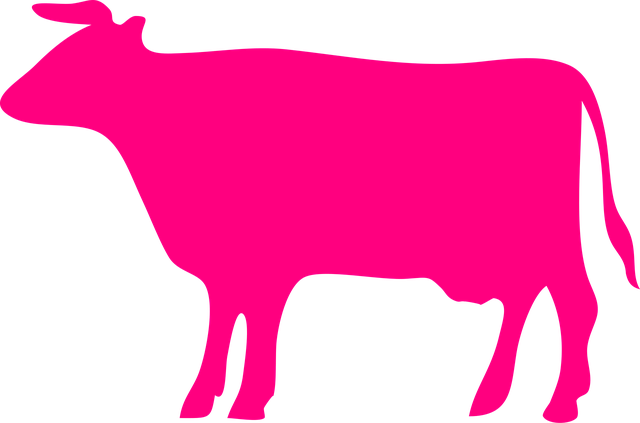 Free Cow Cattle vector and picture