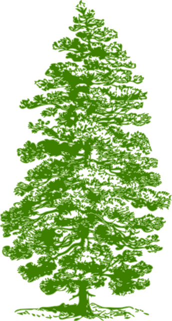 Free Tree Pine vector and picture