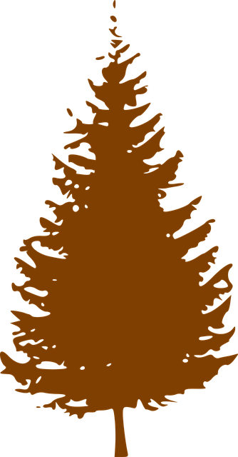 Free tree conifer nature vector