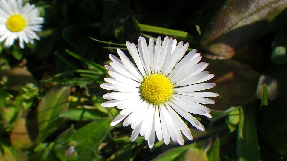 p-querette-fleur-nature-photo-gratuite-sur-pixabay-pixabay