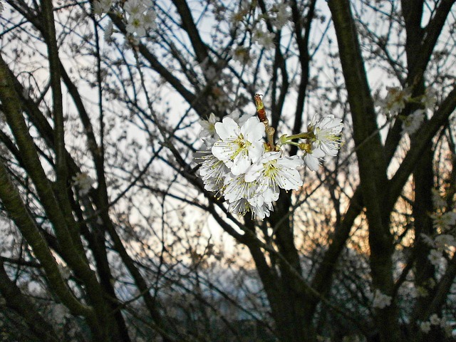 Cerisier Arbre De La Cerise Fleurs - Photo gratuite sur Pixabay - Pixabay
