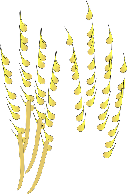 Free grain cereal crop vector