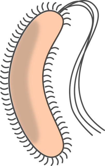 Bakterien, Geißel, Kapsel, Biologie