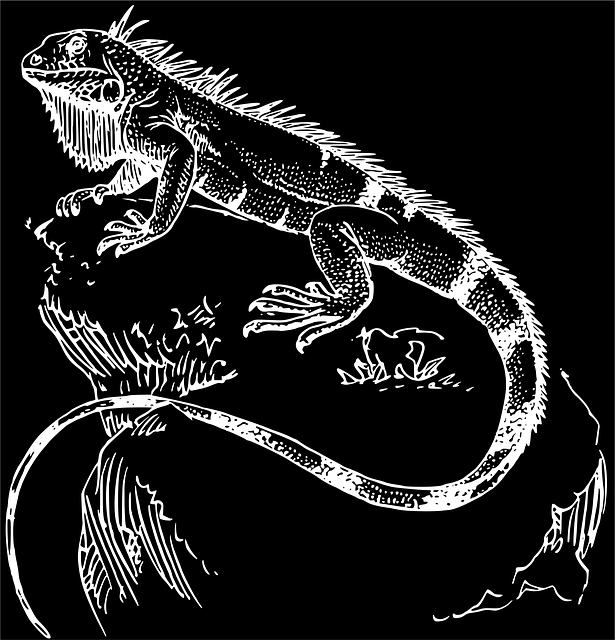 Free iguana saurian black vector