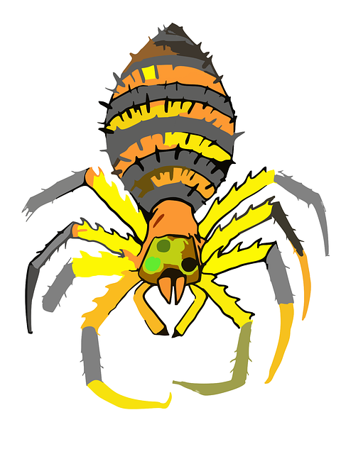 Download free HD stock image of Spider Body Free spider body legs vector