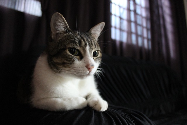 Free Cat Feline photo and picture