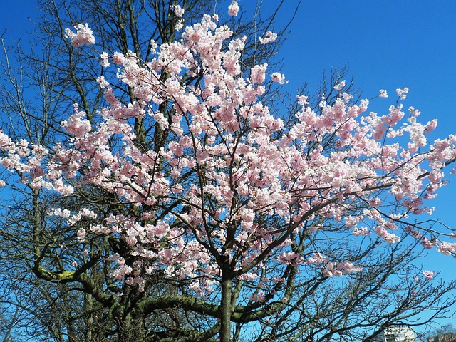 Free Paris Tree photo and picture