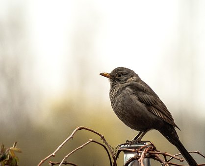 Solsort, Fugl, Natur, På, Dyr, Flying