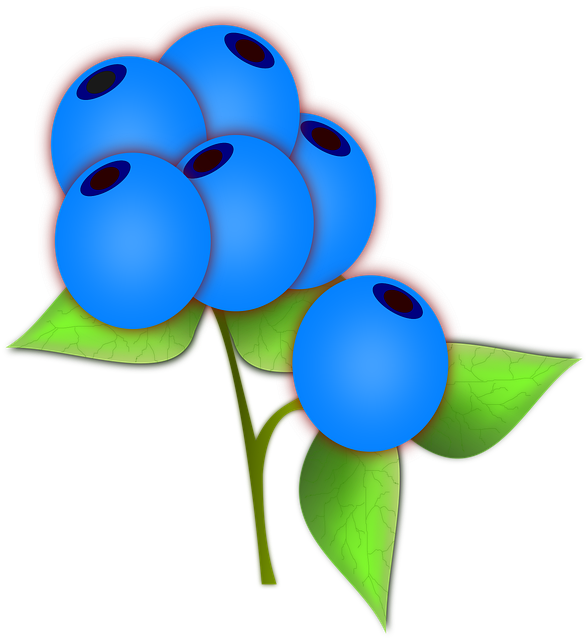 Download free HD stock image of Blueberries Leave Free blueberries leave ripe vector
