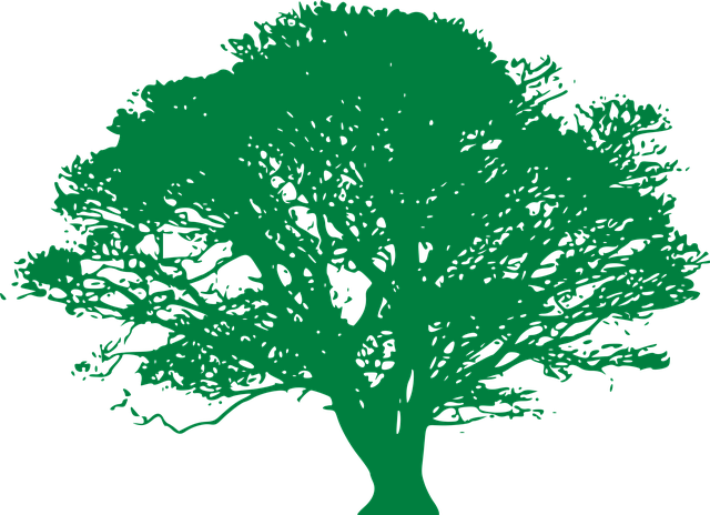 Free tree deciduous ficus vector