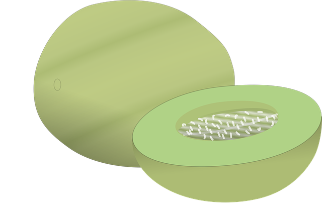 Free melon fruit green vector