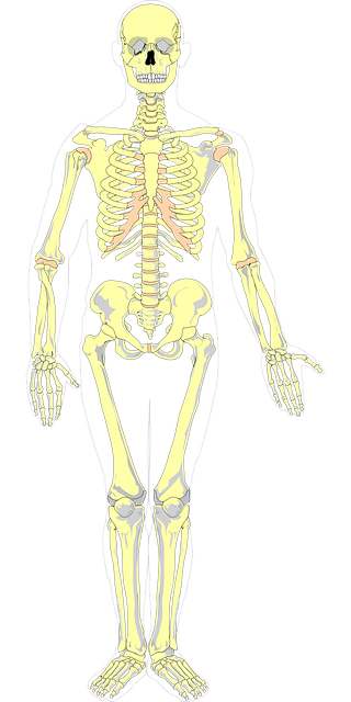 Free bones color anatomy vector