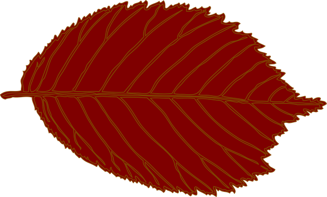 Free leaf oval nature vector