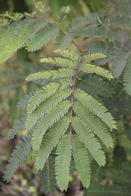 Free Fern Green photo and picture