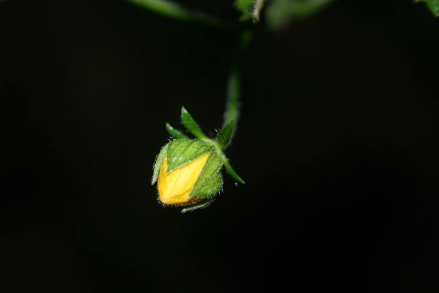 Free Plant Flower photo and picture