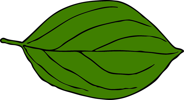 Free leaf oval nerves vector