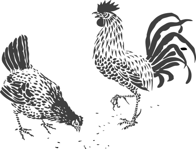 Free chickens rooster hen illustration