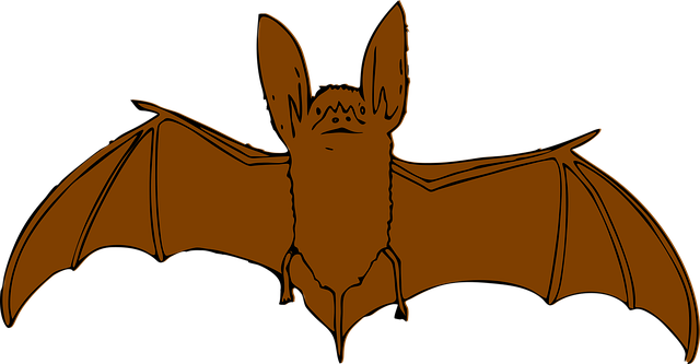 Free Bat Flying vector and picture