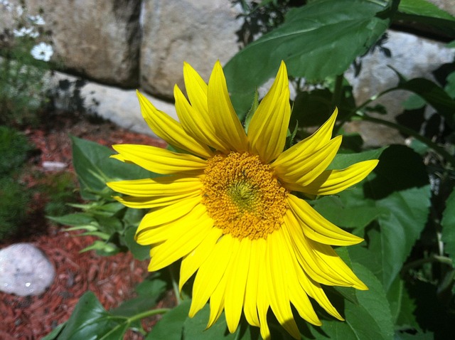 Free Sunflower Yellow photo and picture